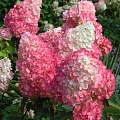 Гортензия Пинк энд Роуз (Pink and Rose) метельчатая C3 2-хлетка Гортензия Пинк энд Роуз (Pink and Rose) метельчатая C3 2-хлетка