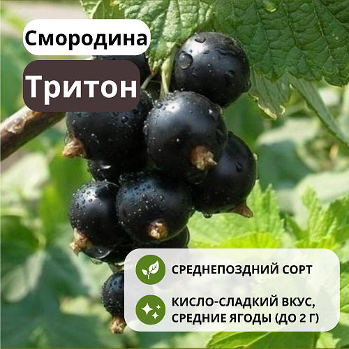 Смородина Тритон черная С3 Смородина Тритон черная С3