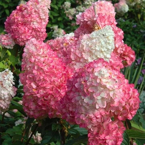 Гортензия Пинк энд Роуз (Pink and Rose) метельчатая C3 2-хлетка Гортензия Пинк энд Роуз (Pink and Rose) метельчатая C3 2-хлетка