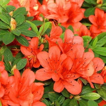 Азалия японская Geisha orange 20-30 см