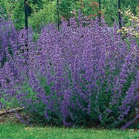 Котовник Фассена Six Hills Giant 40-60 см