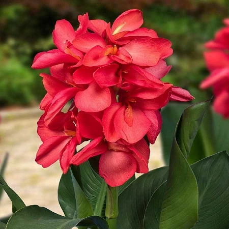 Канна Sol Happy Carmen (уп. 1 шт)