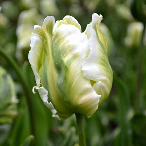 Тюльпан White Parrot Тюльпан White Parrot