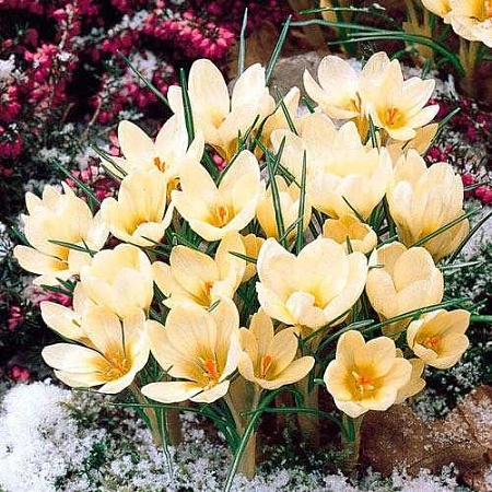 Крокус Cream Beauty (15 шт. в уп.)