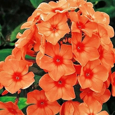 Флокс Orange (уп. 1 шт)