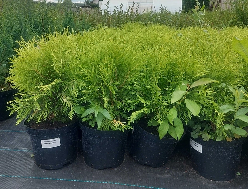 Туя Даника Ауреа (Danica Aurea) шаровидная C3 20-30 см Туя Даника Ауреа (Danica Aurea) шаровидная C3 20-30 см