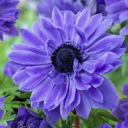 Анемона Lord Lieutenant (уп. 15 шт) Анемона Lord Lieutenant (уп. 15 шт)