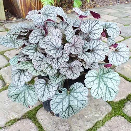 Гейхера Silver Scrolls (уп. 1 шт)