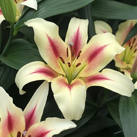 Лилия дерево Lavon