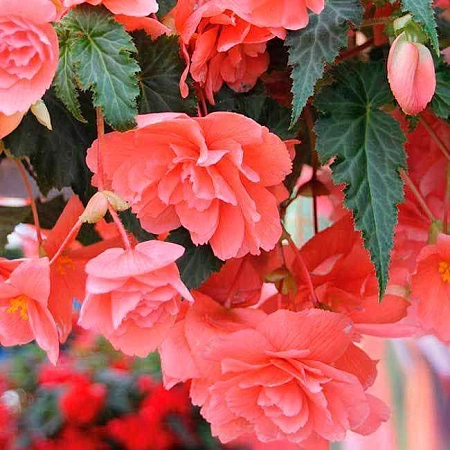 Бегония Illumination Pink (уп. 2 шт)
