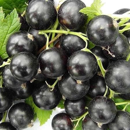 Смородина черная Добрыня