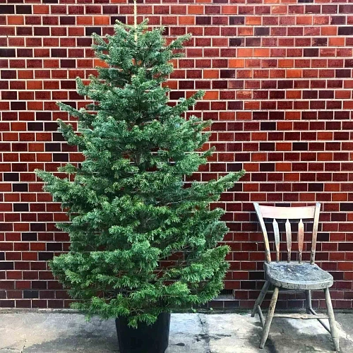 Пихта Нордмана 1,9-2,5 м Пихта Нордмана 1,9-2,5 м