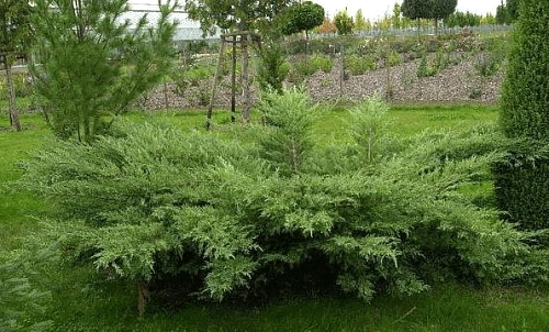 Можжевельник средний Минт Джулеп (Mint Julep) 15-25 см Можжевельник средний Минт Джулеп (Mint Julep) 15-25 см