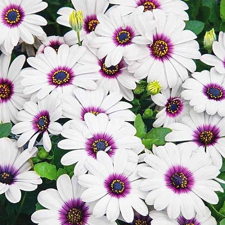 Рассада остеоспермума Рассада остеоспермума