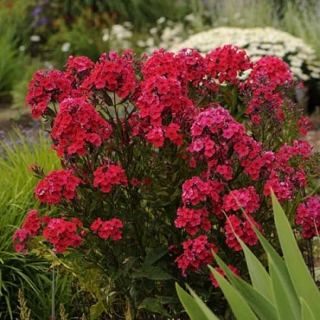 Флокс Paniculata Miss Mary