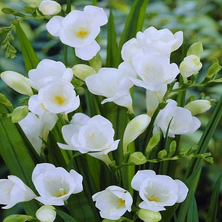 Фрезия Сингл Вайт 1 шт.