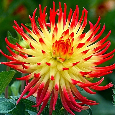 Георгина Jessica (1 шт. в уп.)