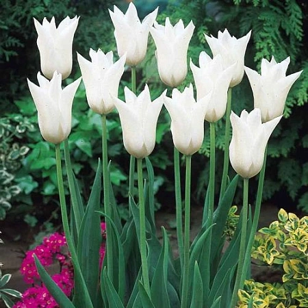 Тюльпан Ballade White (5 шт. в уп.)