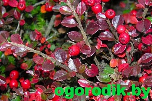 Кизильник горизонтальный 20-40 см Кизильник горизонтальный 20-40 см