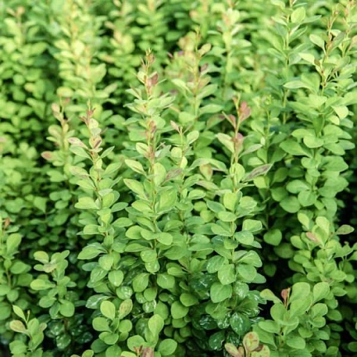 Барбарис Powwow тунберга Барбарис Powwow тунберга