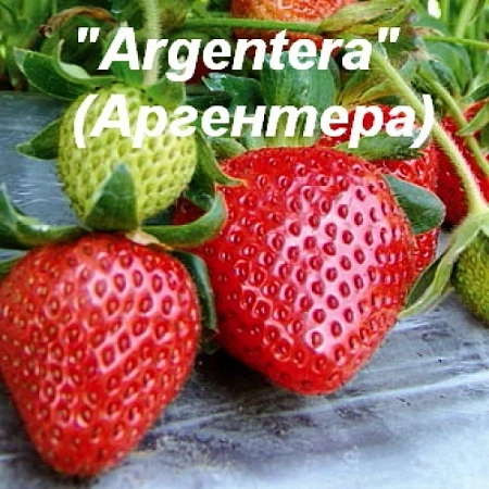 Клубника Аргентера Клубника Аргентера