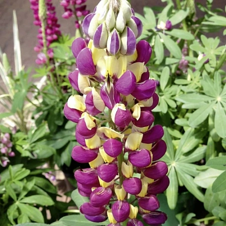 Люпин Purple/Yellow