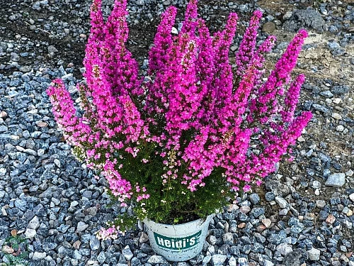 Эрика Praecox Rubra розовая Эрика Praecox Rubra розовая