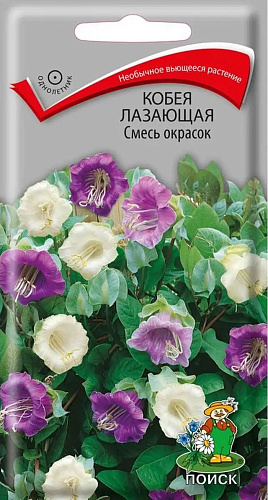 Кобея лазающая смесь окрасок, 5 шт (Поиск) Кобея лазающая смесь окрасок, 5 шт (Поиск)