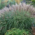 Мискантус китайский Krater 40-50 см Мискантус китайский Krater 40-50 см