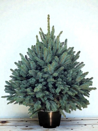 Ель Глаука (Glauka) голубая 140-160 cм копаная в горшке