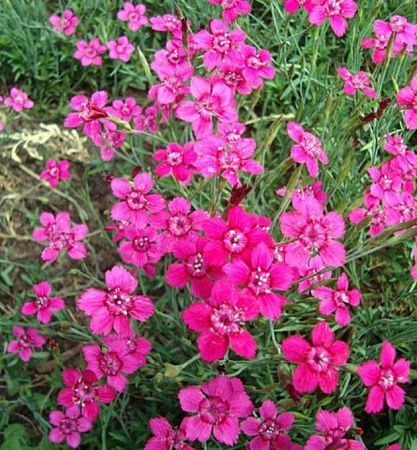 Гвоздика травянка Erectus C3