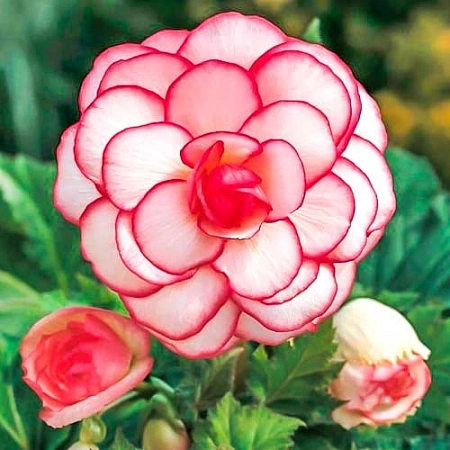 Бегония Picotee White / Red (2 шт. в уп.)