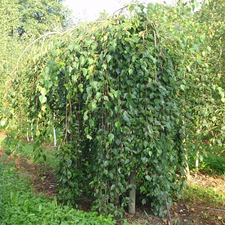 Береза повислая Лонг Транк (Long Trunk) на штамбе 160 - 180 см