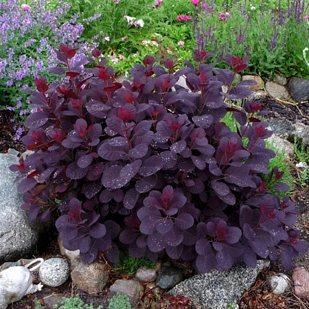 Скумпия Royal Purple кожевенная 80-100 см