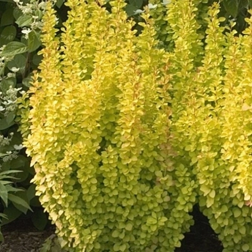 Барбарис Maria тунберга 30-40 см Барбарис Maria тунберга 30-40 см