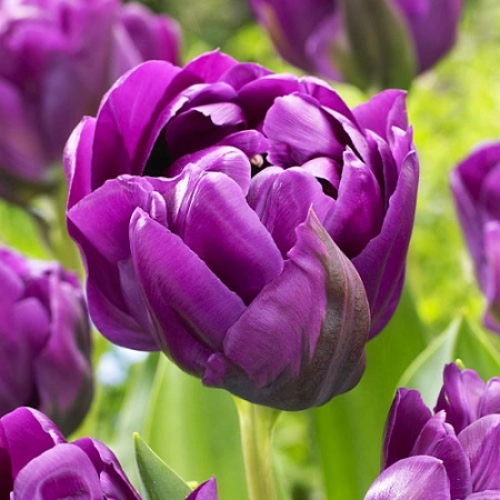 Тюльпан Double Negrita (5 шт в уп.)