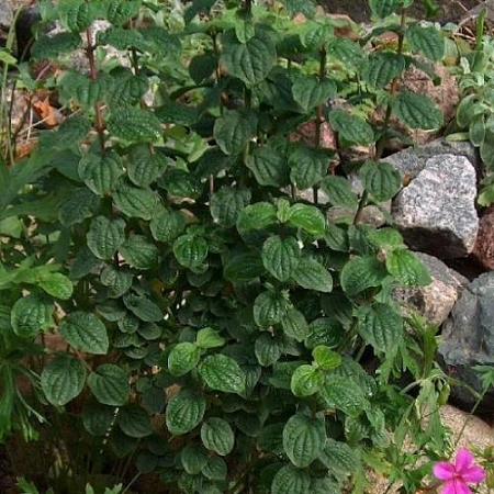 Дерен Kompressa 40-60 см