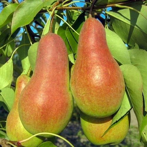 Груша Талгарская красавица Груша Талгарская красавица