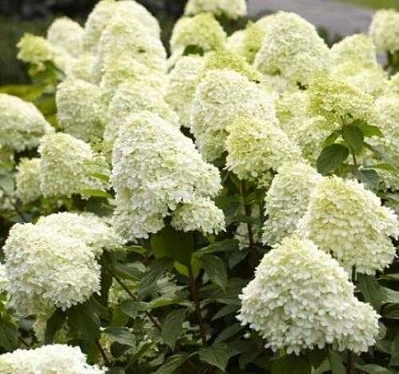 Гортензия Limelight метельчатая Р9
