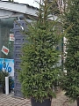 Ель европейская стриженая 200-250 см С20 Ель европейская стриженая 200-250 см С20