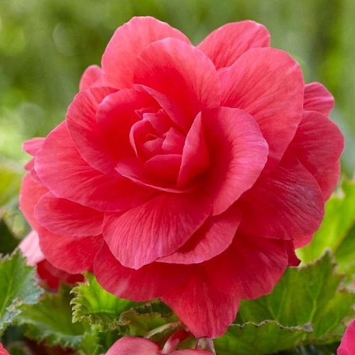 Бегония Double Pink (2 шт. в уп.) Бегония Double Pink (2 шт. в уп.)
