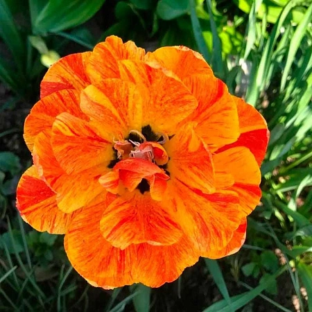 Тюльпан Monte Flame (5 шт. в уп.)