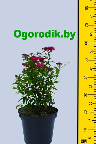 Спирея Antony Waterer Спирея Antony Waterer