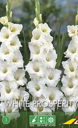 Гладиолус White Prosperity (Budget packs), 10 шт (Lefeber)
