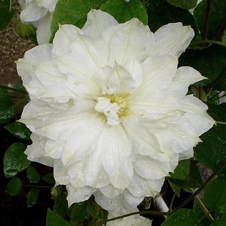 Клематис Исаго Клематис Исаго