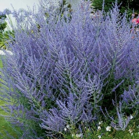 Перовския Blue Spire лебедолистная
