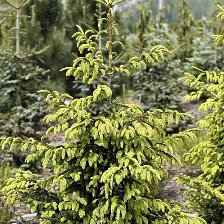 Ель Ауреоспиката (Aureospicata) 30 см