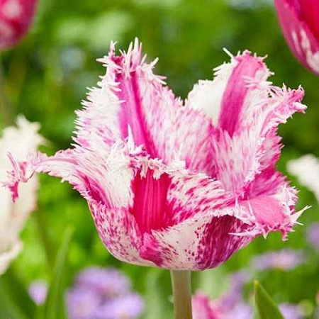 Тюльпан Purple Circus