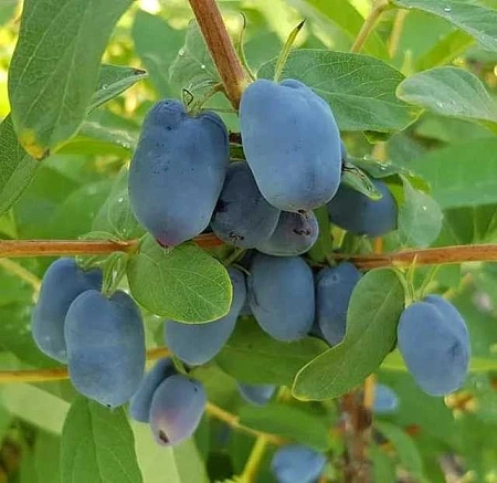 Жимолость съедобная Северная красавица С3 Жимолость съедобная Северная красавица С3