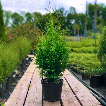 Туя западная Брабант 30-50 см